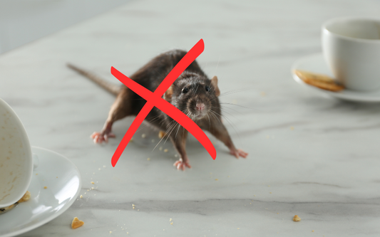 Repulsif rats et souris naturel – Protection efficace contre les nuisibles, sans risque pour les enfants et animaux.