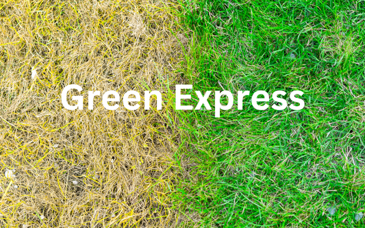 Solution Durable et Atout pour Réduire l'Eau : Peinture Verte Green Express